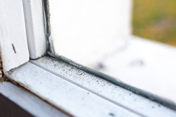 Best Water Damage & Mold Remediation  in Quincy, CA