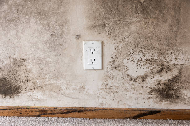 Best Industrial Mold Remediation  in Quincy, CA