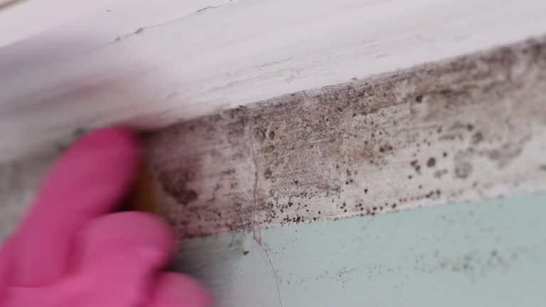 Reliable Quincy, CA Mold Removal Solutions